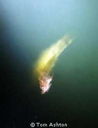 This little Pogge was swimming on the surface at night. A... by Tom Ashton 